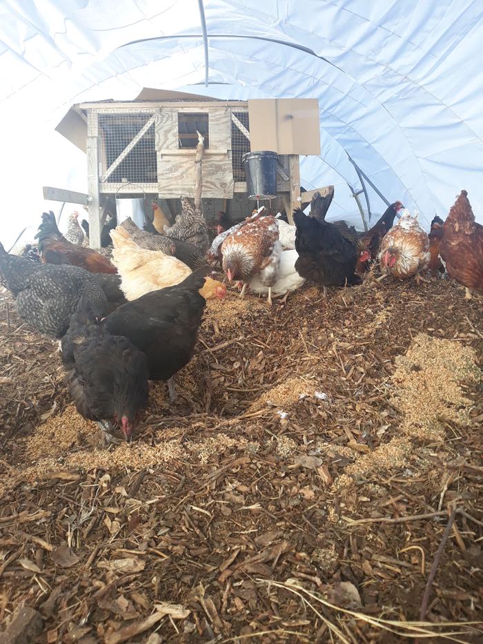 Compost and chickens