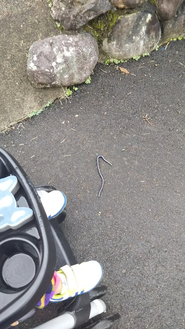 Stroller for scale. Biggest worm I have ever seen in real life.