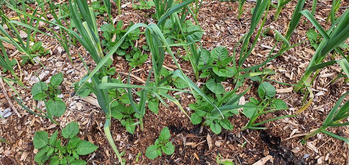 potato weeds