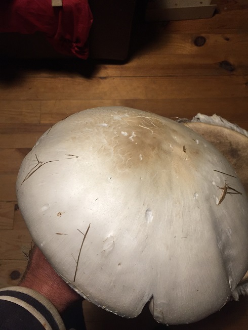 [Thumbnail for UNKNOWN-MUSHROOM-TOP.jpg]