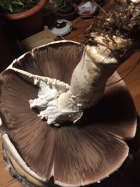 [Thumbnail for UNKNOWN-MUSHROOM-bottom.jpg]