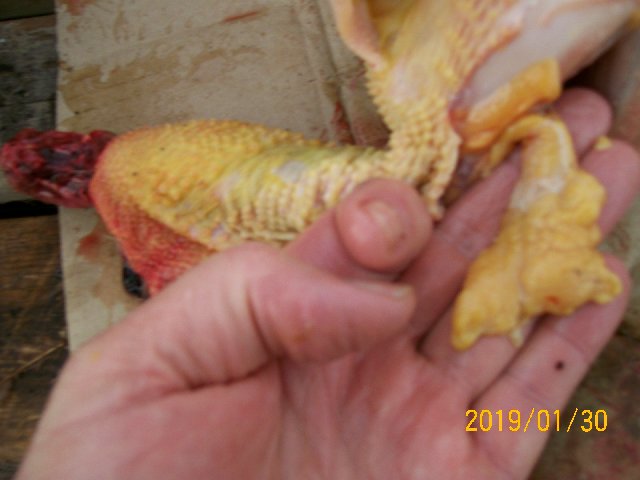 high carotene chicken fat