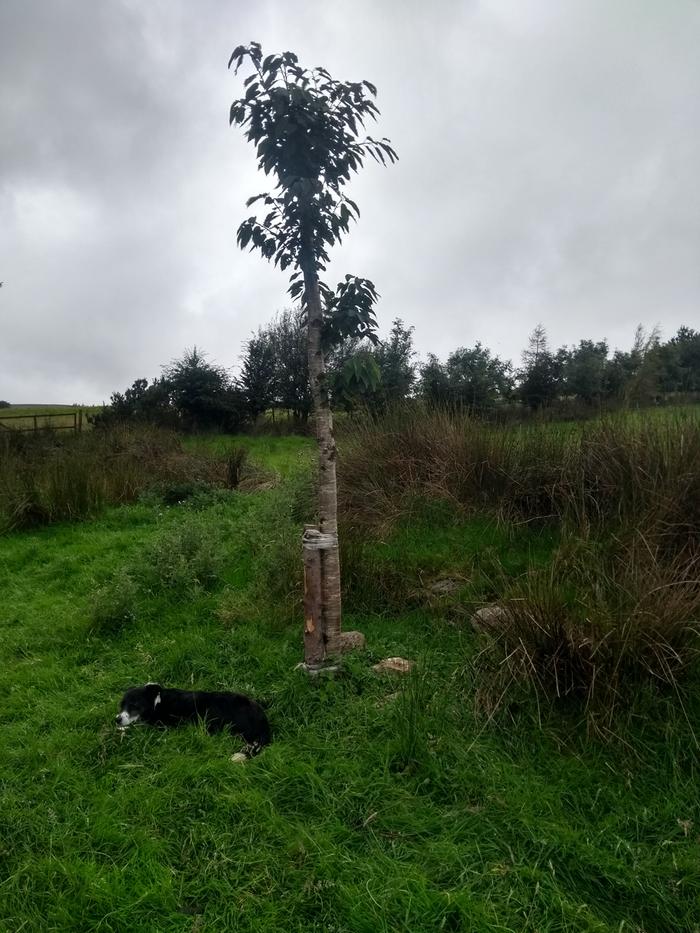 large flowering cherry tree