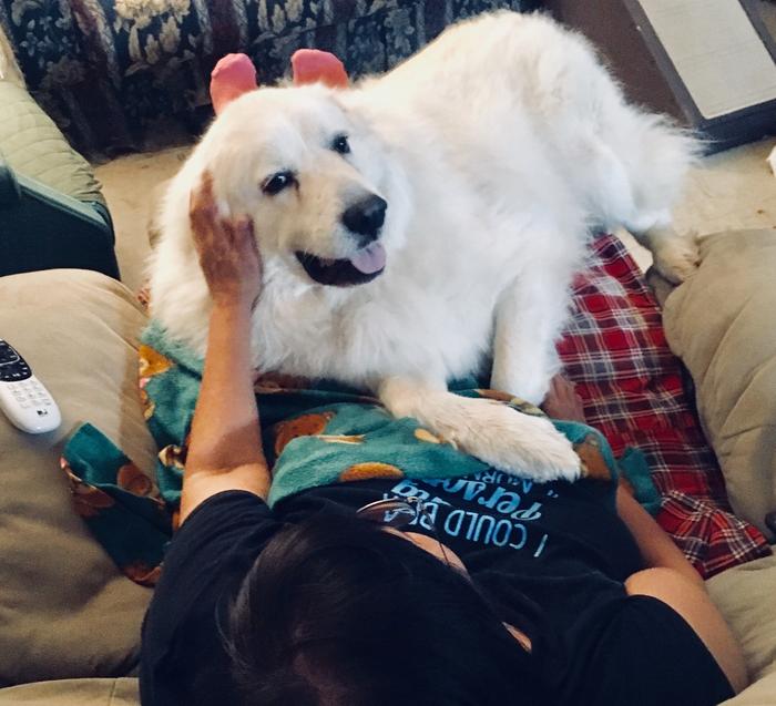 Nanook is lap dog