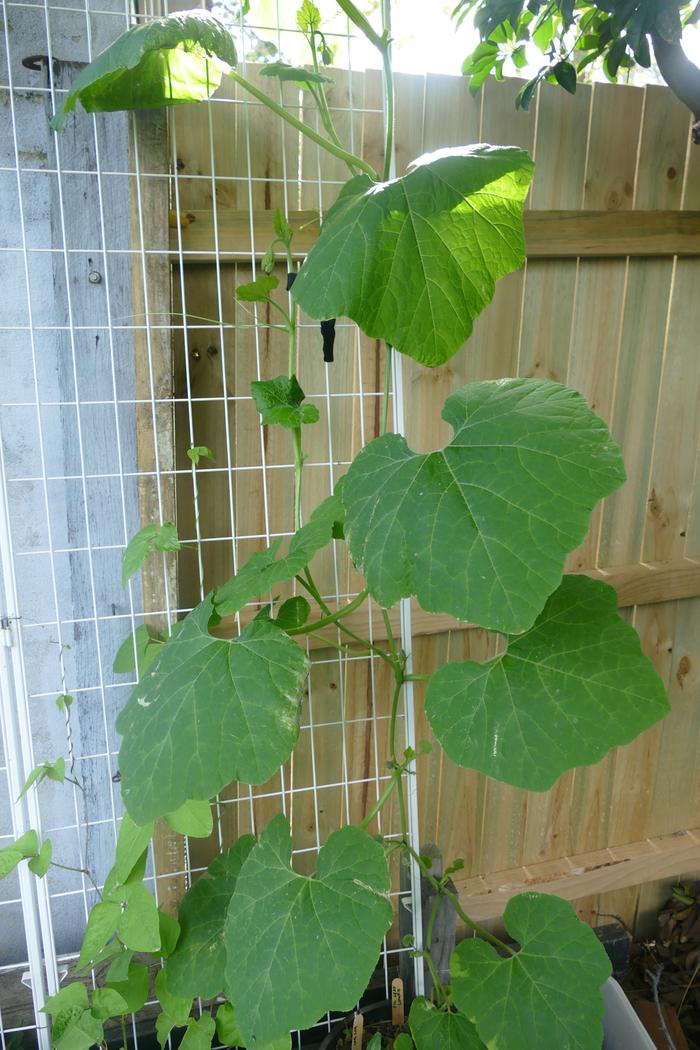 Fig leaf gourd