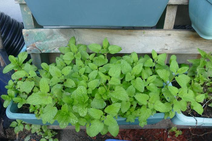 Lemon balm