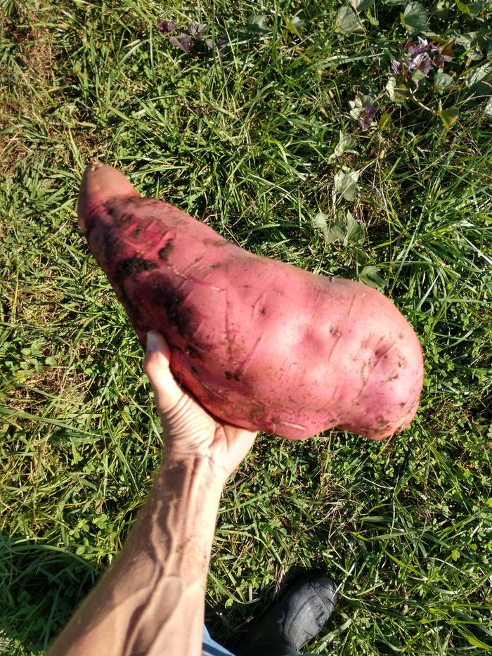 9.5lb sweet potato