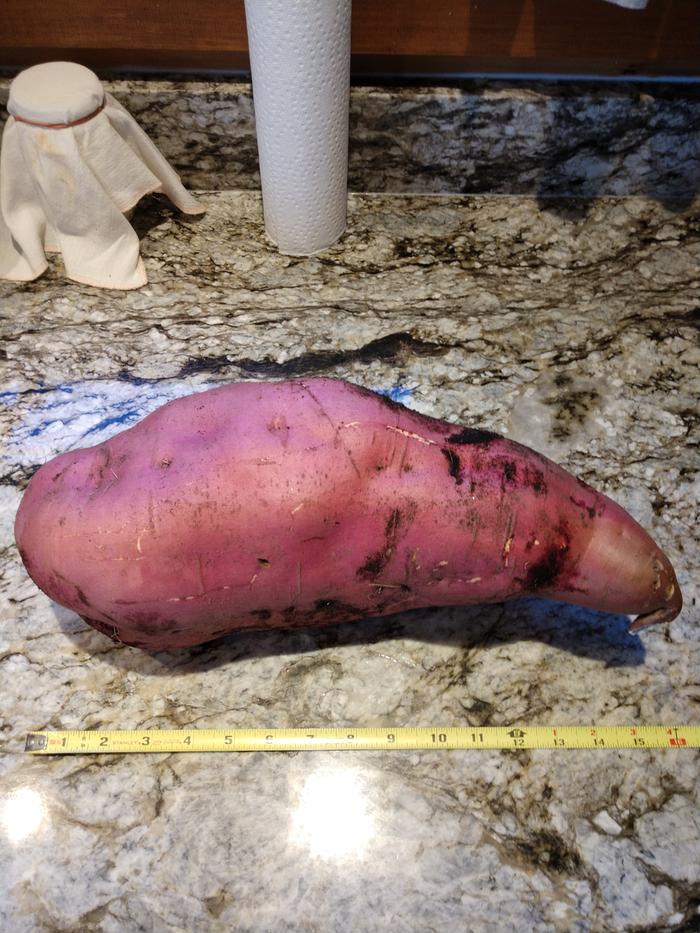 15 inch sweet potato