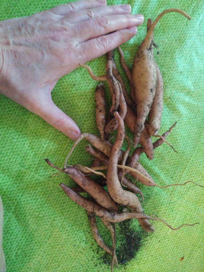 sweet potatoes growing in zone 6