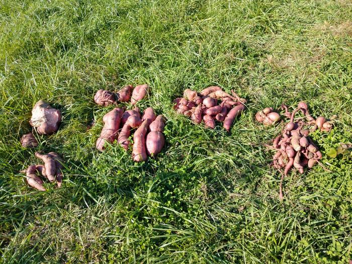 sweet potato harvest