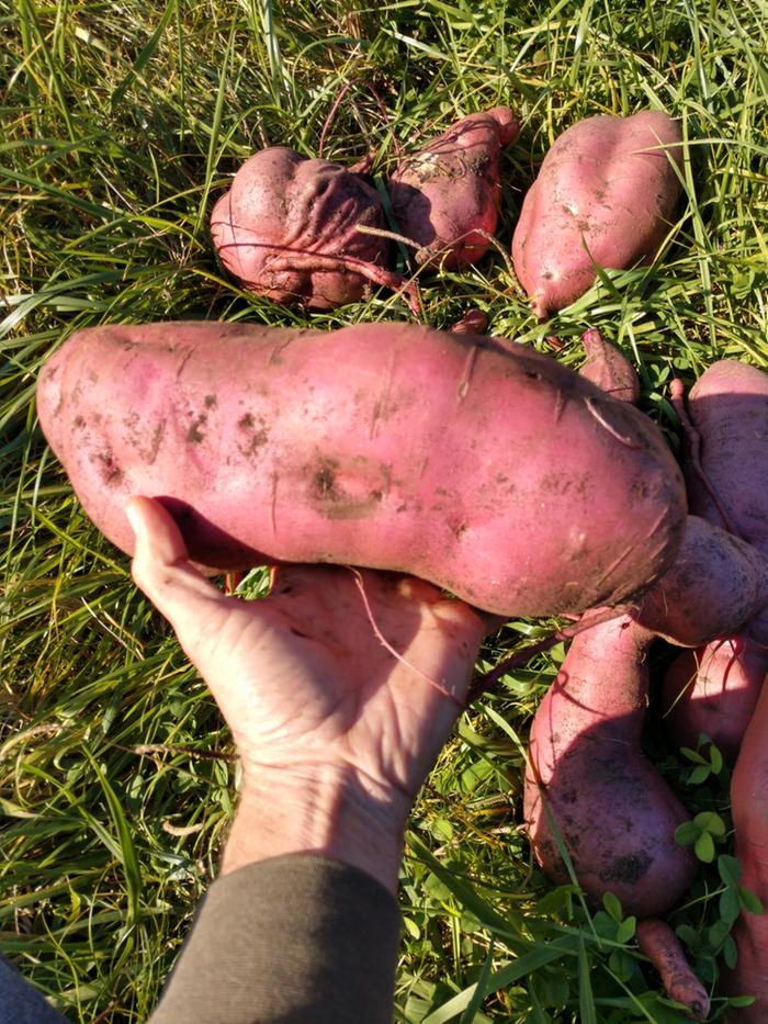 jumbo sweet potato