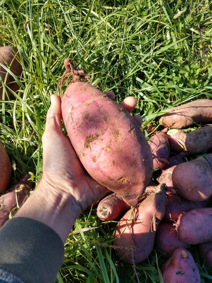 medium sweet potato