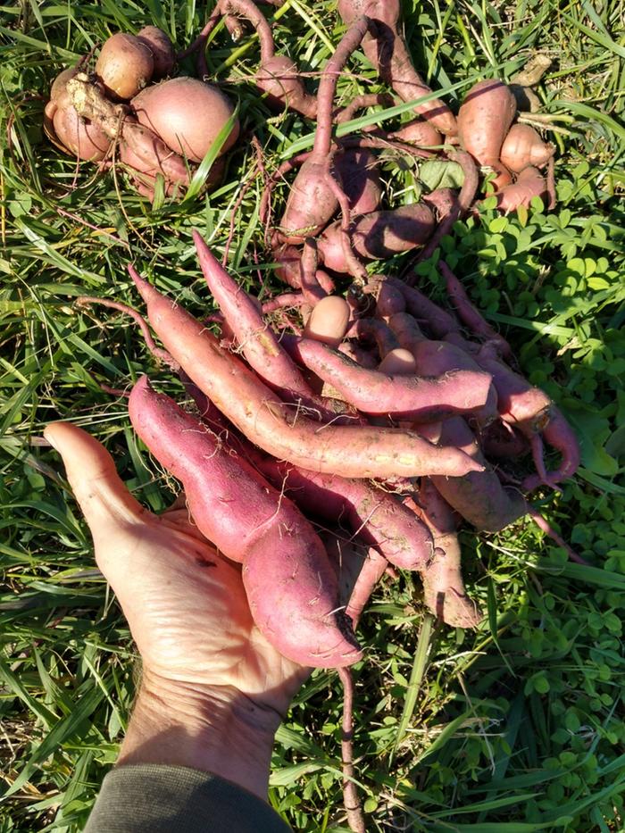 fingerling sweet potatoes