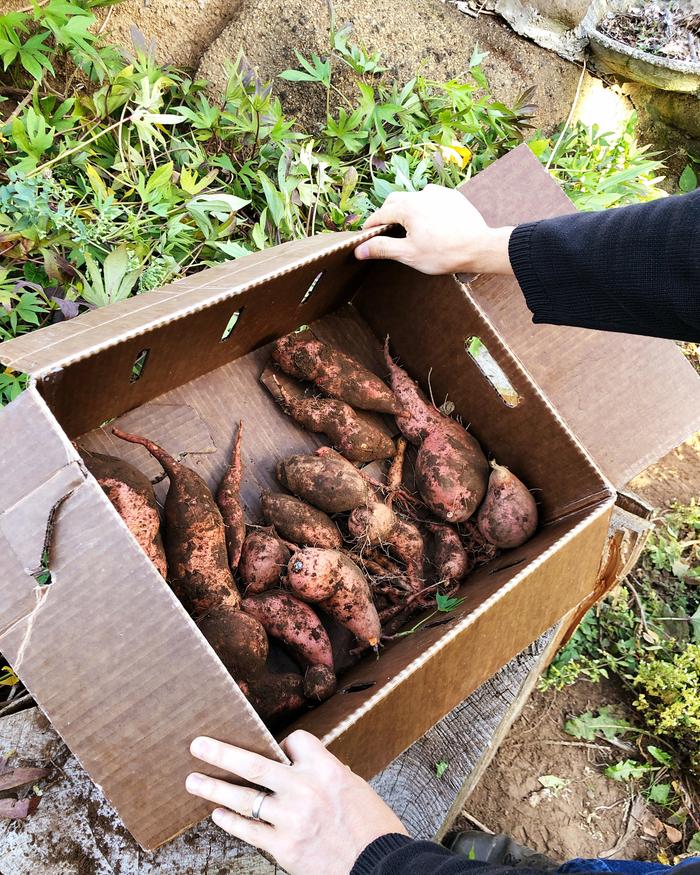 sweet potato harvest