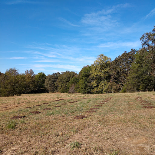 [Thumbnail for mulched-blueberry-bushes.jpg]