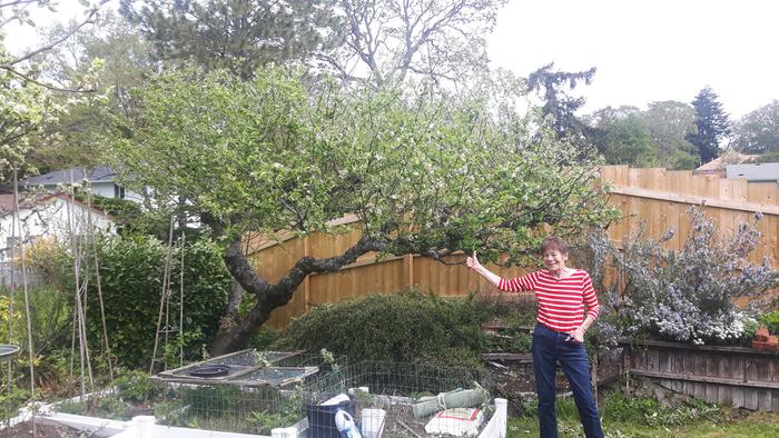 branch tip pruning