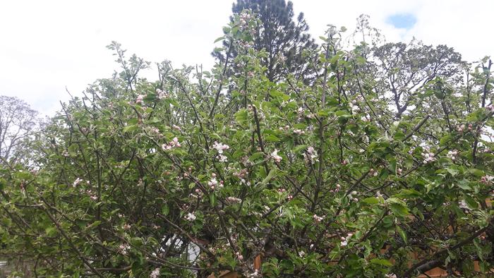 branch tip pruning