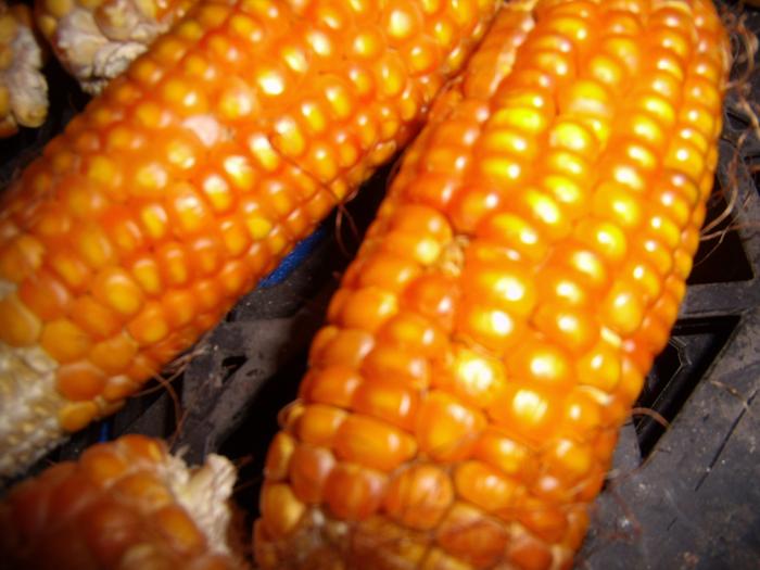 High carotene flint corn