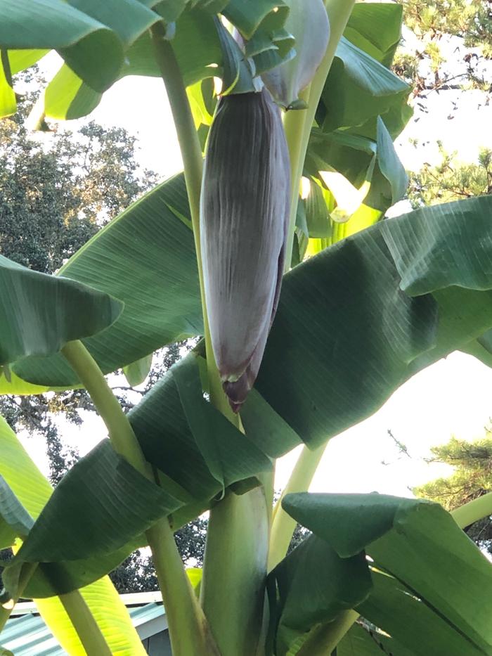 Banana flower