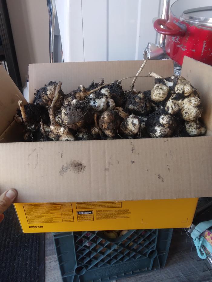 30 lbs of sunchokes