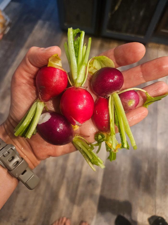 radishes were picked by the handful, mostly