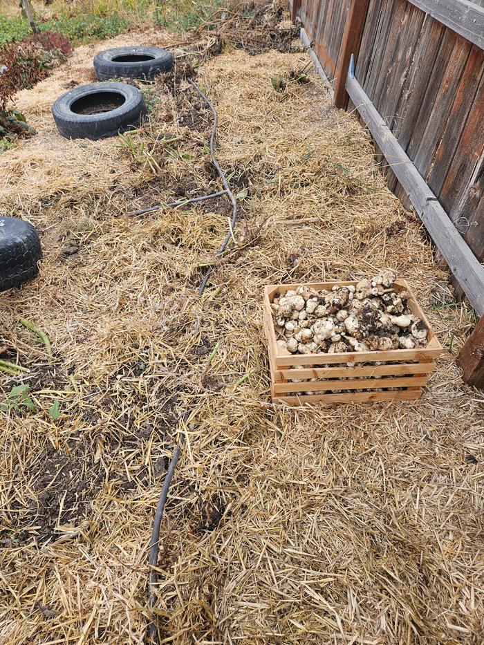 where the sunchokes grew, besides in my GAMCOD garden, which is where most of my calories grew from this year