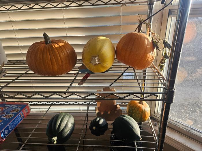 this year's squash