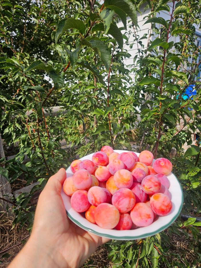 gooseberries