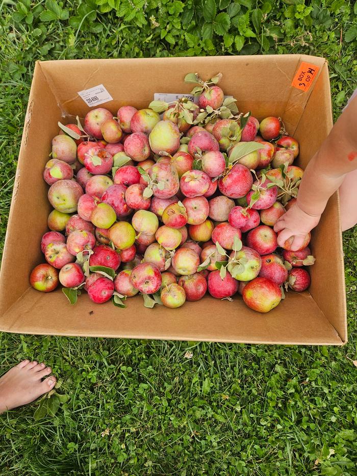 apples from my honeycrisp trees