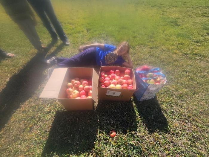 apples from my harlared trees