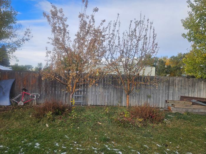 my two honeycrisp trees, although it has snowed now, you can still see the walking onions and lemon balm polyculture beneath them