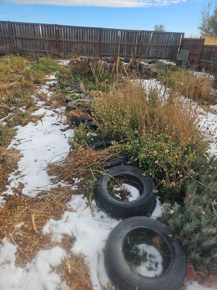 tomato growing space. I grow them in tires. The tires, though not permie-worthy, hold heat needed for tomato success. 15 plants here went in the 15 tires