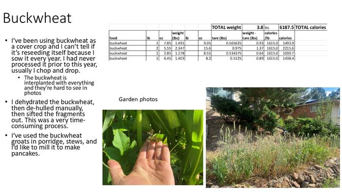 buckwheat summary