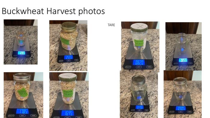 buckwheat weights