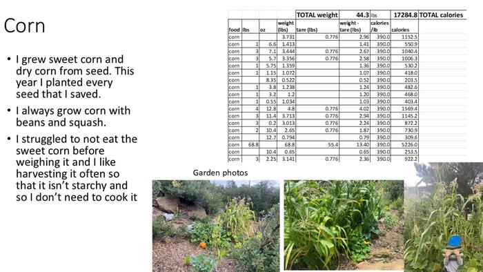 corn summary