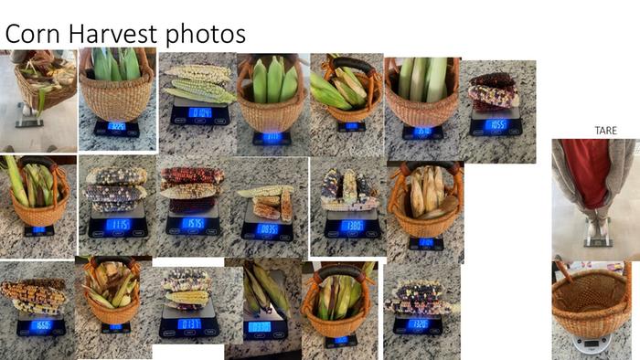 corn weights