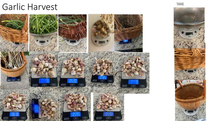 garlic weights