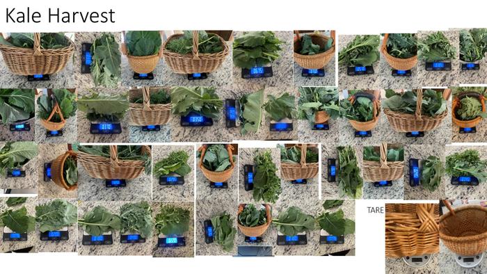 kale weights