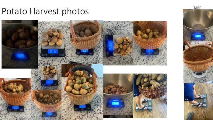 potato weights
