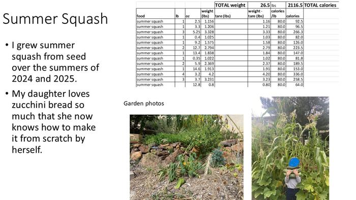 summer squash summary