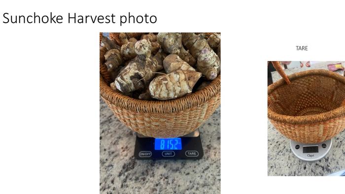 sunchoke weights