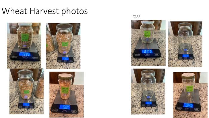 wheat weights