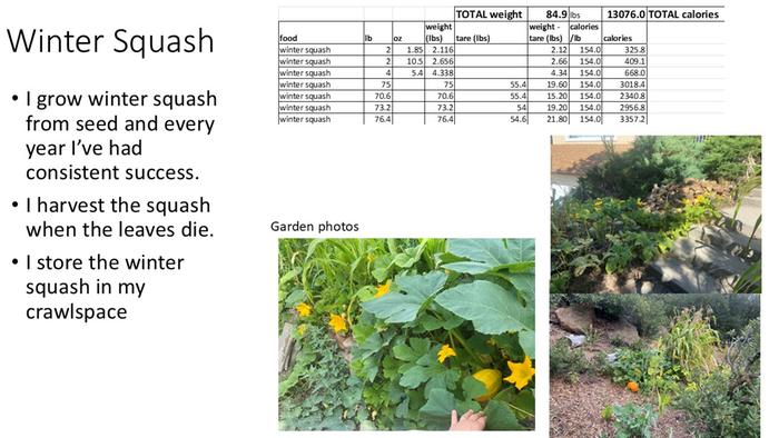 winter squash summary