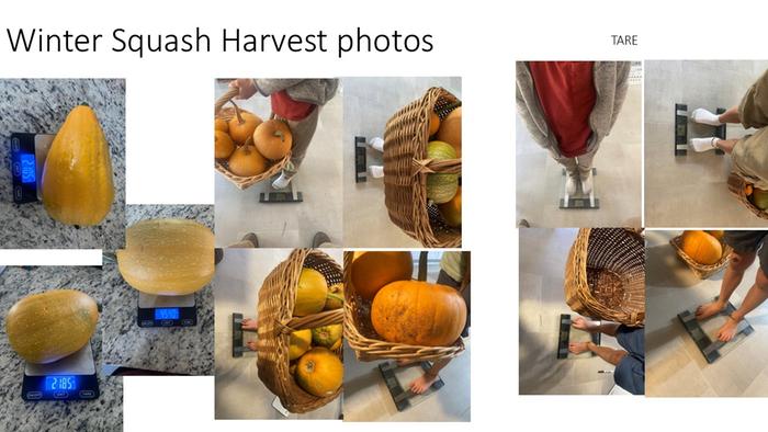 winter squash weights