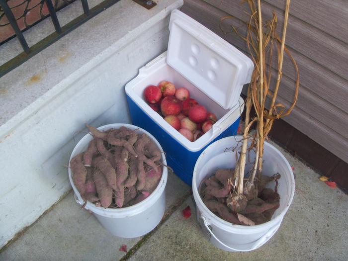 Sweet potatoes and apples