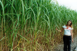 [Thumbnail for miscanthus_x_giganteus_002.jpg]