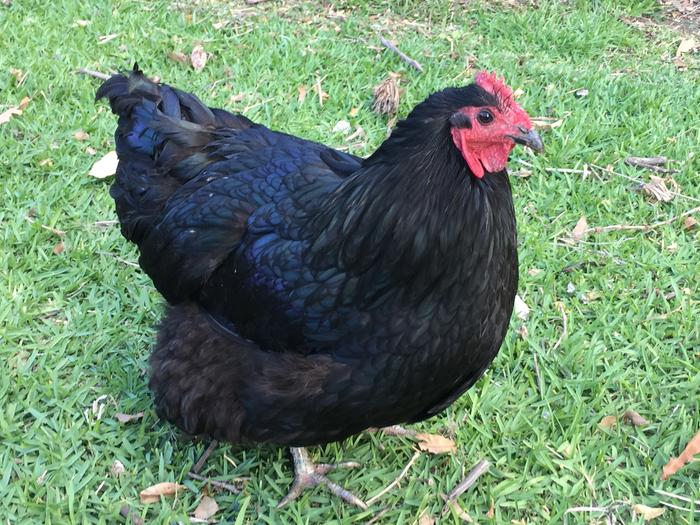 Spot The Australorp