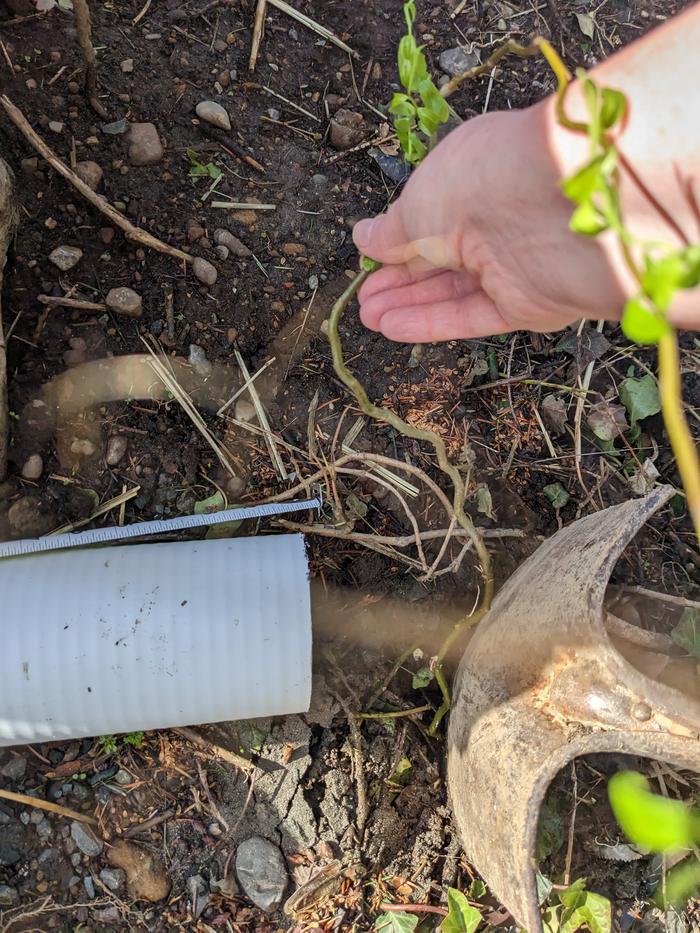 Plant cutting 