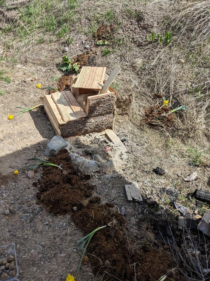 Mulched and flagged with daffodils