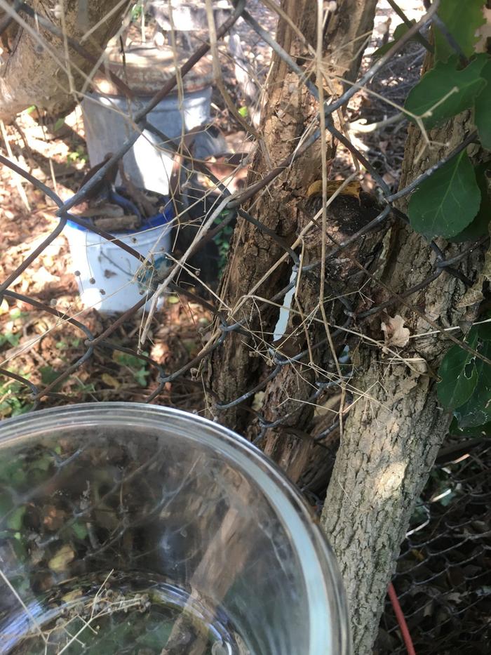 gathering seed off the fence